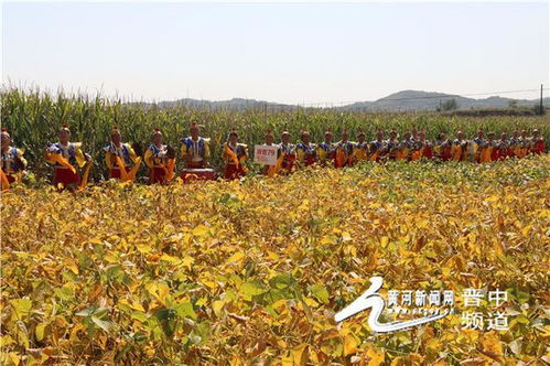 昔阳县开展庆祝农民丰收节农产品展销活动