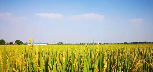 新江苏 中国江苏网 江苏拟出台家庭农场促进条例 鼓励种植粮油作物 生产绿色食品