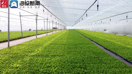 好品山东 种业插上 中国芯 青岛种子种苗 播种 到全国各地