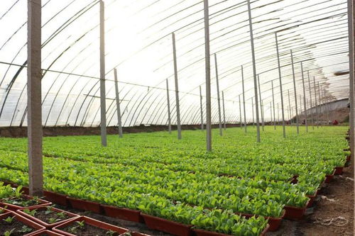 富景中国更新招股书,山东省最大的盆栽蔬菜农产品生产商,毛利率超40