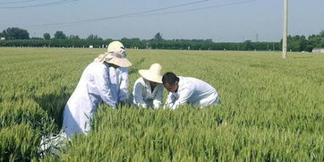 河南今年夏粮收购政策 三等小麦最低收购价下调0.03元 斤